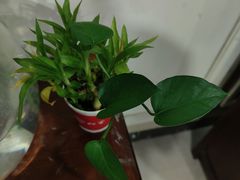 -裕和堂中医推拿艾灸(太古汇臻品店)