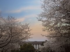 -武汉大学-樱园