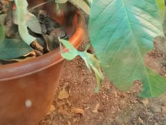 -上海大自然野生昆虫馆(东方明珠·爬宠昆虫探索中心)