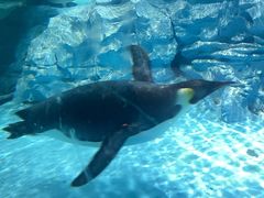 -帝企鹅自助餐厅•儿童岛•真企鹅(长隆企鹅酒店)