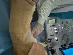 -纳吉亚猫专科动物诊疗中心(蒋宅口分院)