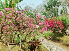 -中国科学院西双版纳热带植物园