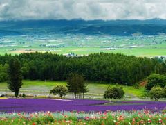 -富田农场