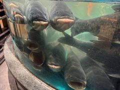 -魏铭鱼头捞饭(晋阳路店)