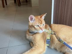 -Again Coffee Roaster(香蜜湖店)