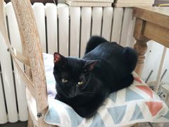 -海边的猫和咖啡馆