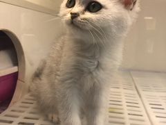 -lincat·猫舍(广州店)