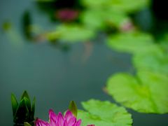 -国家植物园南园