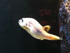 -暹罗海洋世界
