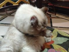 -猫色咖啡·猫咖