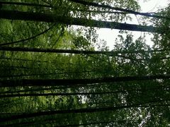 android_upload_pic-柯尼希湖