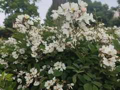 -玄武湖景区-情侣园游乐场