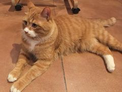 -瑞派宠物医院·犬猫全科·猫友好(宾水西道店)