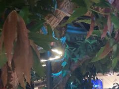 -海岛八号龙虾烧烤田鸡(蓝天路总店)