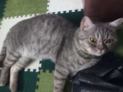 -猫猫幼稚园·撸猫·桌游·电玩