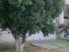 -南京医科大学(江宁校区)