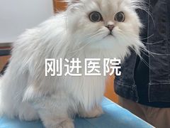 -宠福鑫动物医院(城北分院)