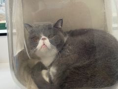 -瑞派·关忠动物医院·猫专科·犬专科(三环新城店)