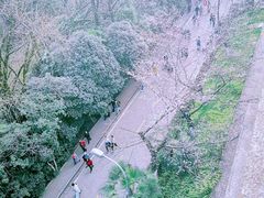 -武汉大学-樱园