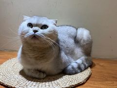 -有猫主题·治愈系猫咖(曾厝垵店)