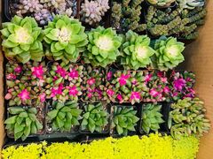 -双季花艺园艺市场(浦东店)