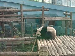 -大连森林动物园