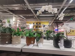 -宜家家居(哈尔滨商场店)