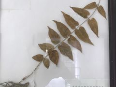 -中医院-的食堂