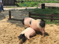 -田园东方蜜桃村的田野营地