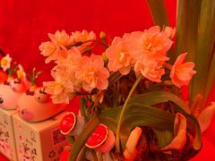 -越秀西湖花市(广州城市广场花卉店)