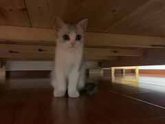 -瑞派旺宝宠物医院·犬猫全科综合·尿道专科(莲兴院)