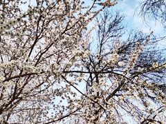-桃花堤公园