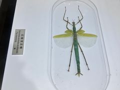 -上海昆虫博物馆