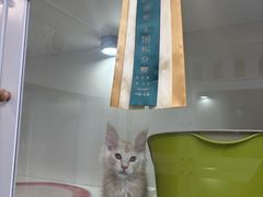 -青奢宠物·青奢猫舍