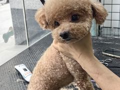 -格蕾宠物医院24H·猫科·肿瘤科·骨科中心(福州总院)
