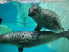 -秦皇岛乐岛海洋王国