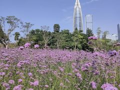 -深圳湾公园(南山区)