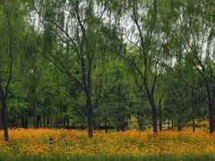 -东郊湿地公园