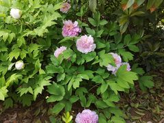 -平顶山博物馆