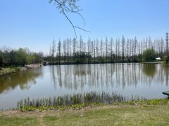 -上海长兴岛郊野公园