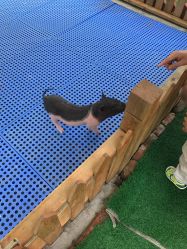 -萌宠亲子动物乐园(槐房万达店)