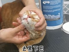 -四月宠物医院·猫专科·心脏专科·内科(转塘店)