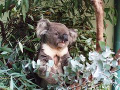 -费瑟代尔野生动物园