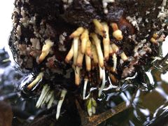 -四川大学(华西校区)