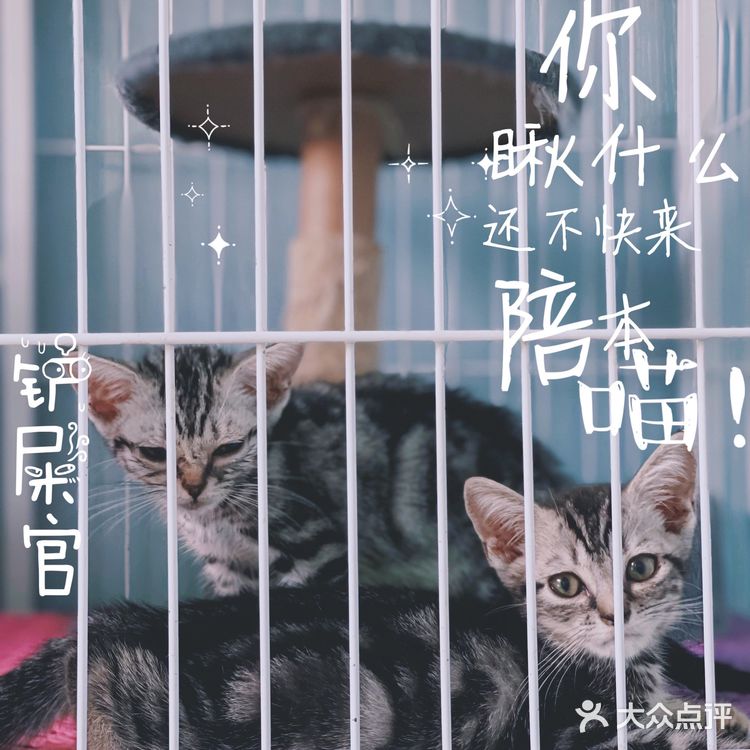 天津探店|唯爱宠物·猫狗专卖（河西店）