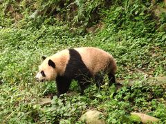 -中国大熊猫保护研究中心雅安碧峰峡基地