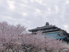 -武汉大学-樱园