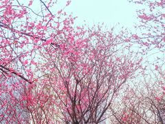 -重庆彩云湖湿地公园