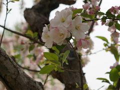 -海棠花溪(元大都城垣遗址公园)