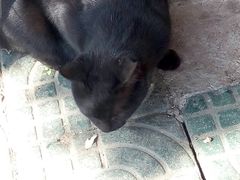 猫-老太皮肚面